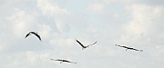 Uccelli - Birds